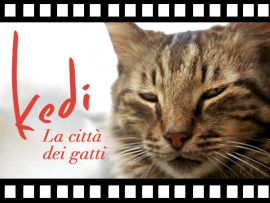 Film: Kedi-La città dei gatti