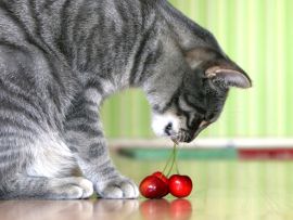 Frutta e verdura nell'alimentazione del gatto