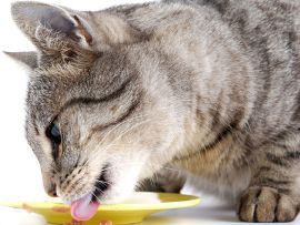 Alimentazione del gatto: i grassi