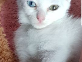 Gattina bianca