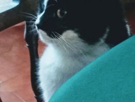 Mimì: la gattina di Italo