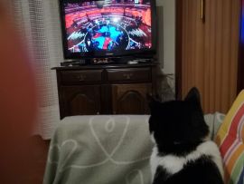 Gatto guarda tv