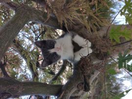 Foto di gatto Athos sull'albero