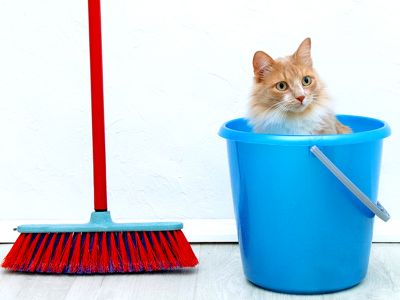 Habitat e prevenzione per gatti