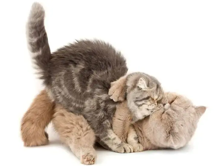 Accoppiamento del gatto
