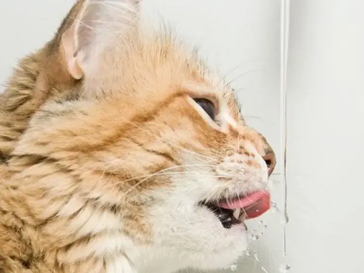 Acqua