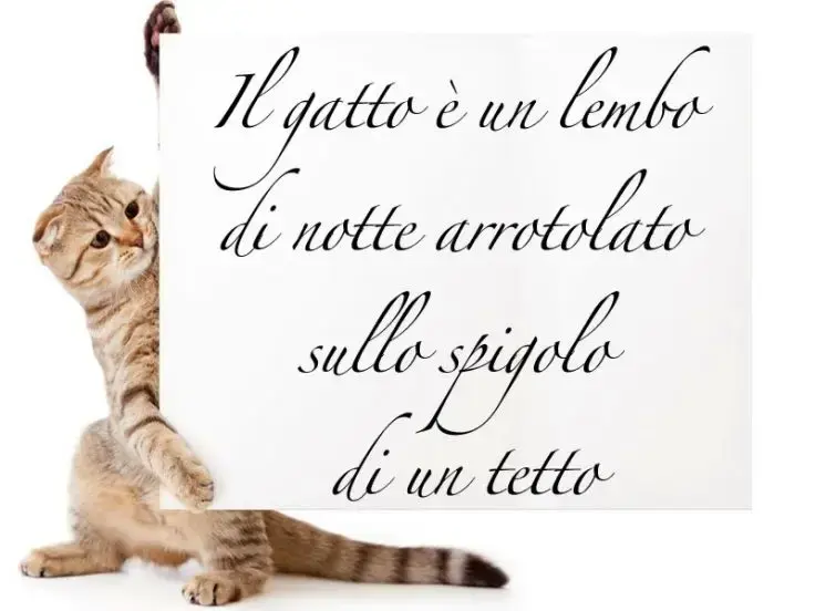 Aforismi e frasi sui gatti