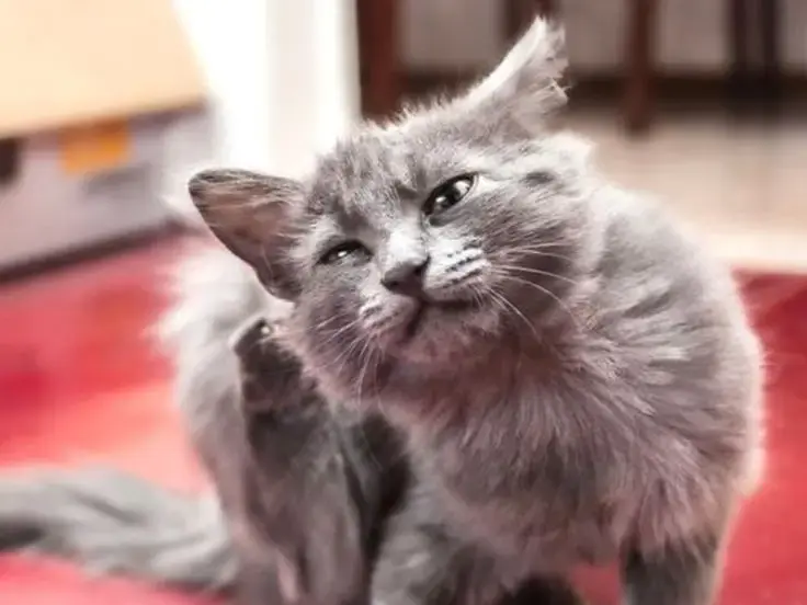 Allergie del gatto
