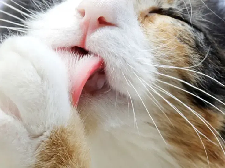 Alopecia felina