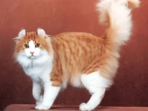 American Curl Long