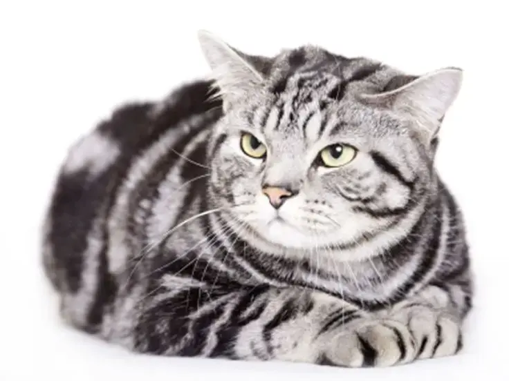 American Shorthair