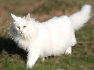 Angora Turco