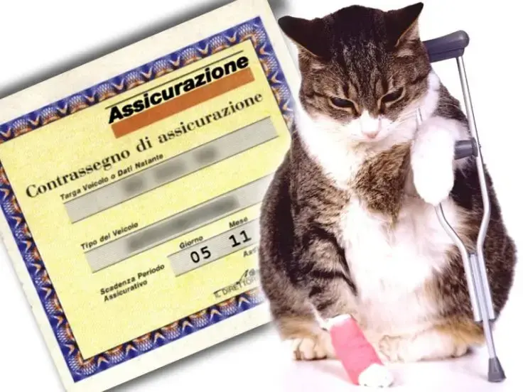 Assicurazione per gatti