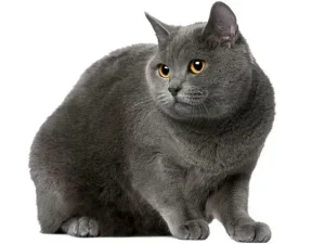 Certosino