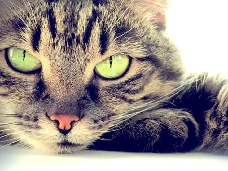 Come ci vede il nostro gatto