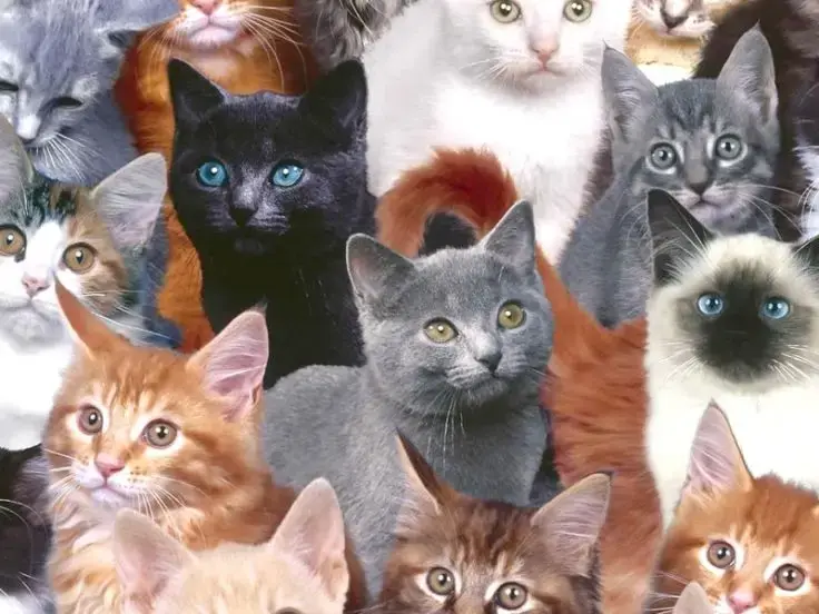 Come scegliere il gatto