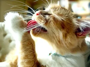 Curare l'alopecia del gatto