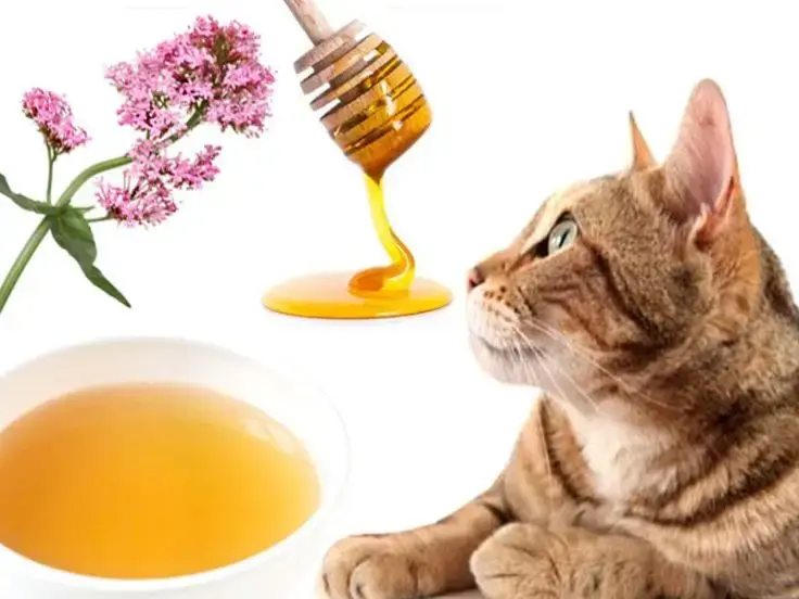 Dieta per il gatto malato