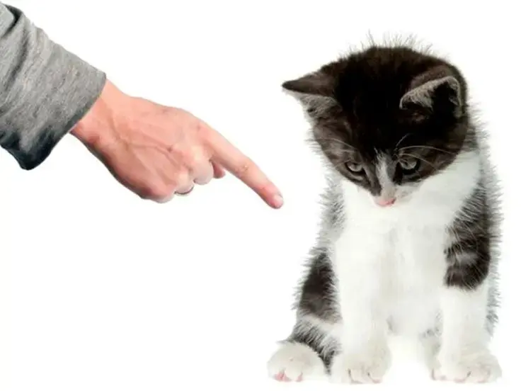 Educare il gatto