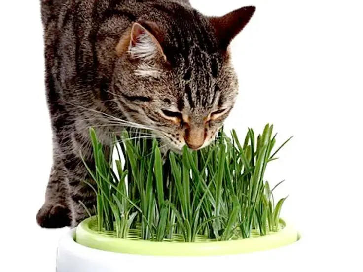 Erba gatta
