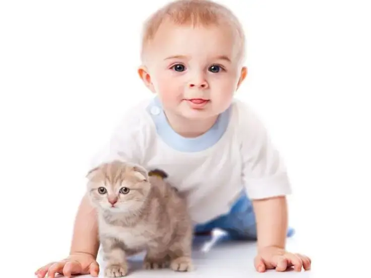 Età del gatto