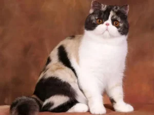 Exotic Shorthair