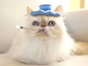 Febbre