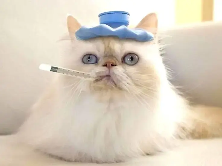Febbre