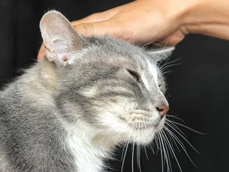 Coccolare il gatto fa bene