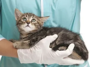 FIP Peritonite felina