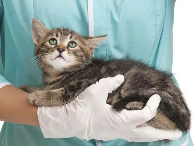 FIP Peritonite felina