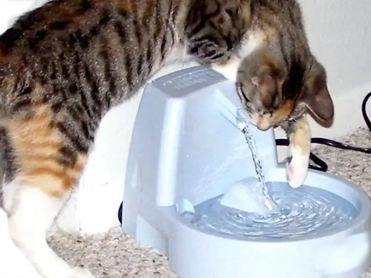 Fontana d'acqua: come far bere i nostri mici
