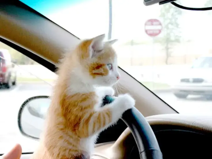 Gatti con il mal d'auto
