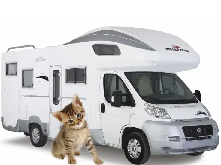 Gatti in campeggio