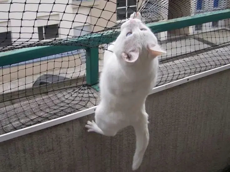 Gatti in condominio