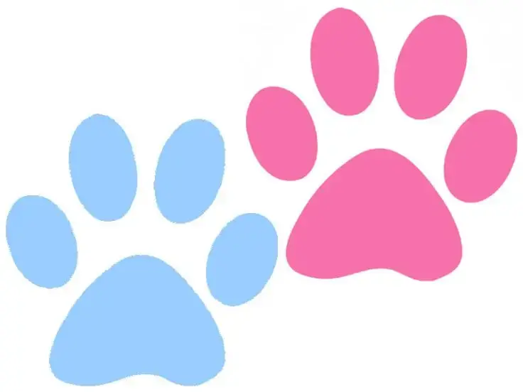 Gatti Maschi e gatte femmine