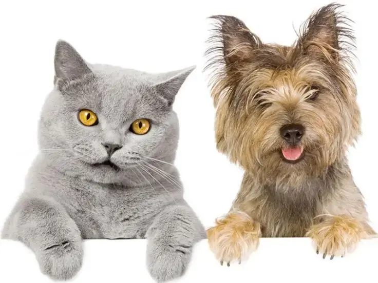 Gatto e cane