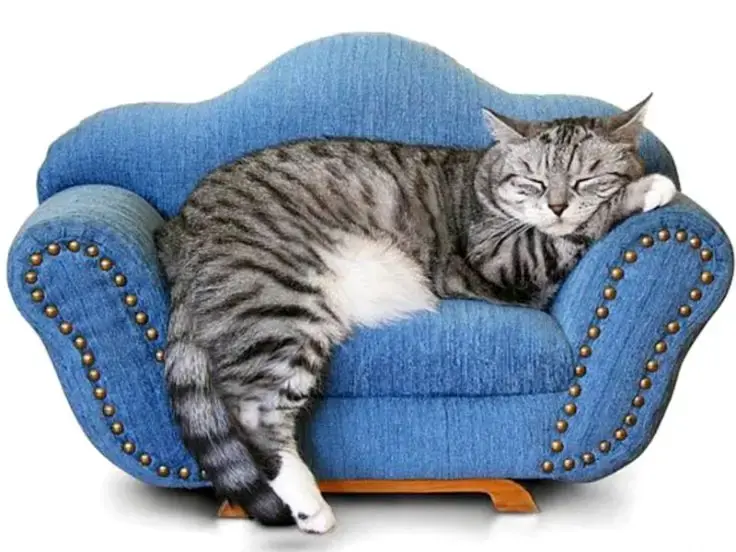Gatto in appartamento