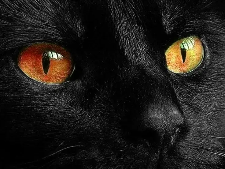 Gatto nero