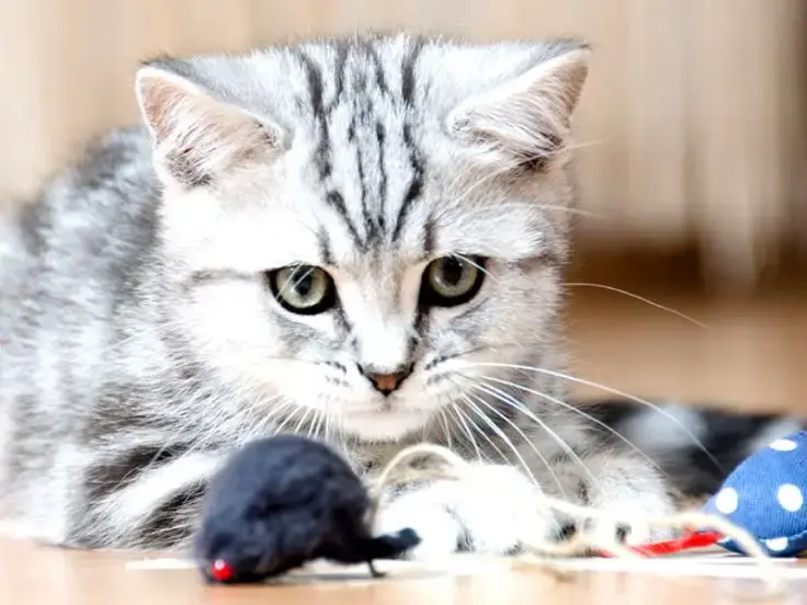 Giochi per gatti