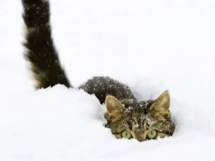 I gatti e il freddo