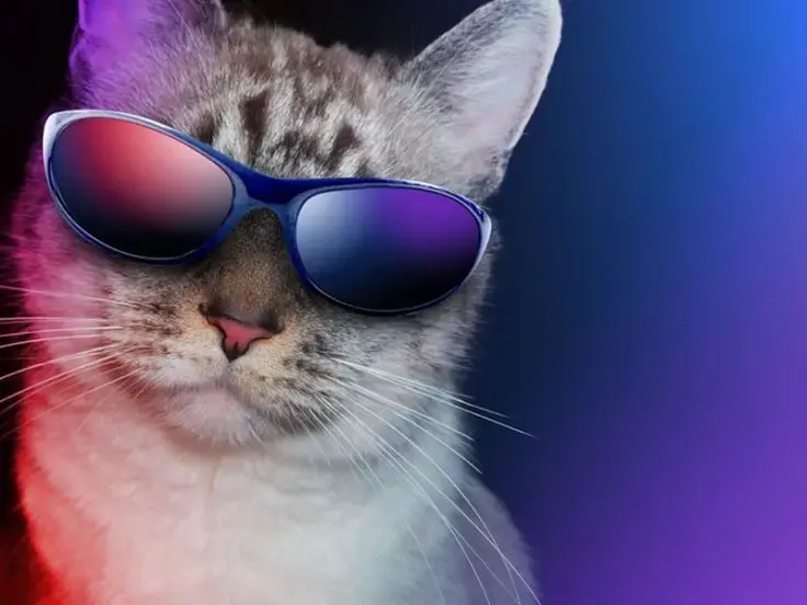 Il carattere dei gatti