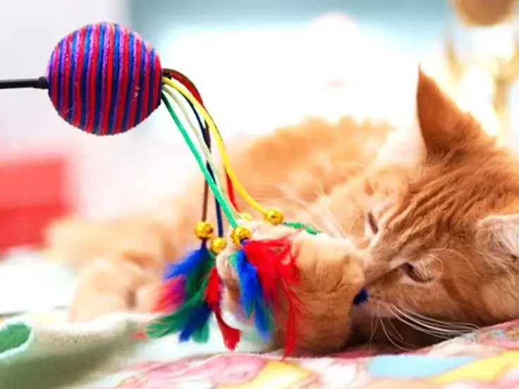 Il gioco: quanto è importante per i gatti