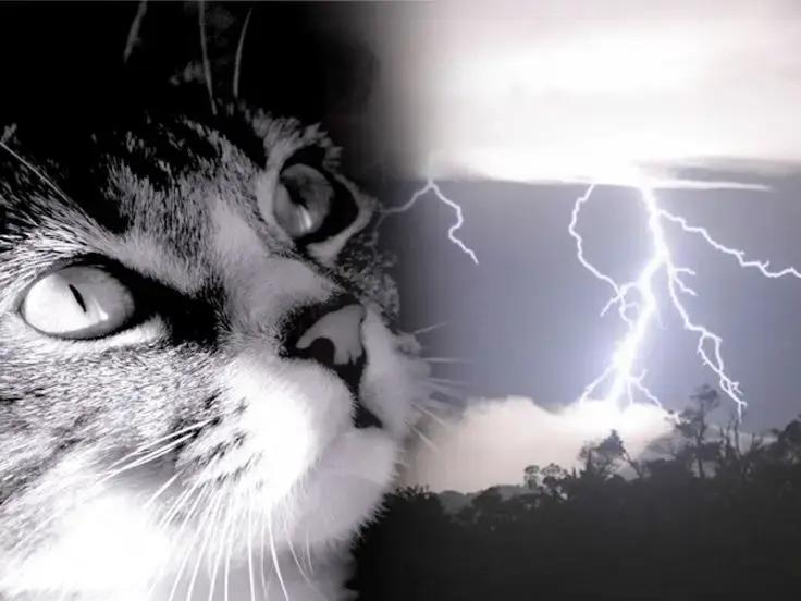 Il sesto senso dei gatti