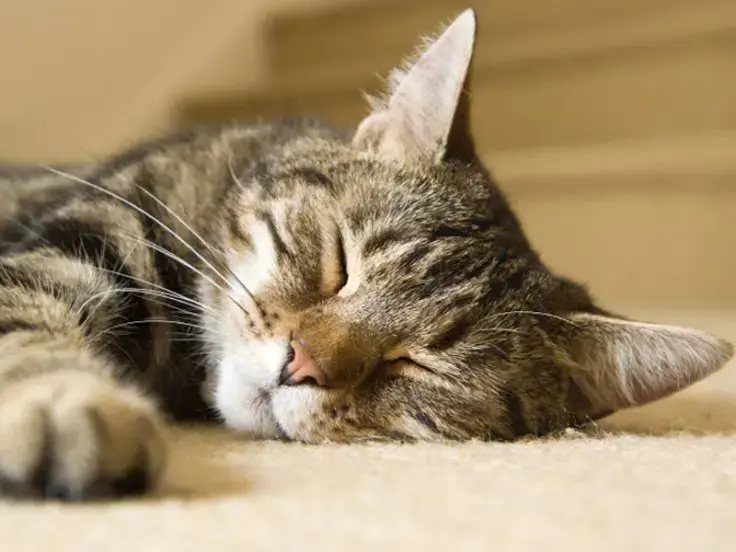 Il sonno: quanto è importante per i gatti