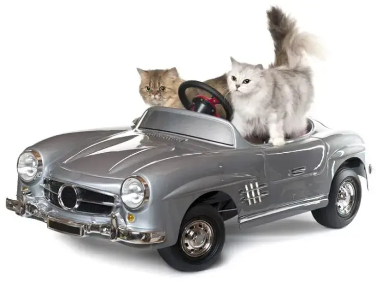 In auto con il gatto