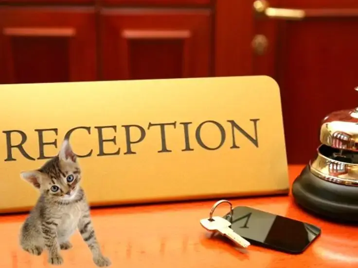 gatti in hotel
