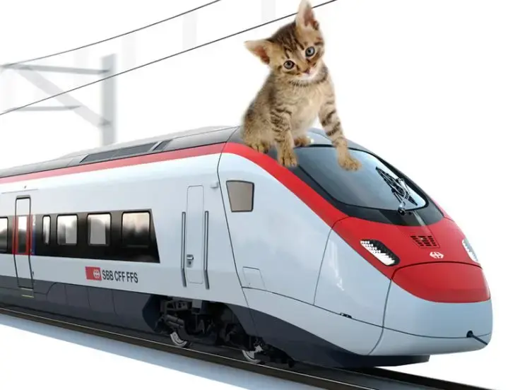 In treno col gatto