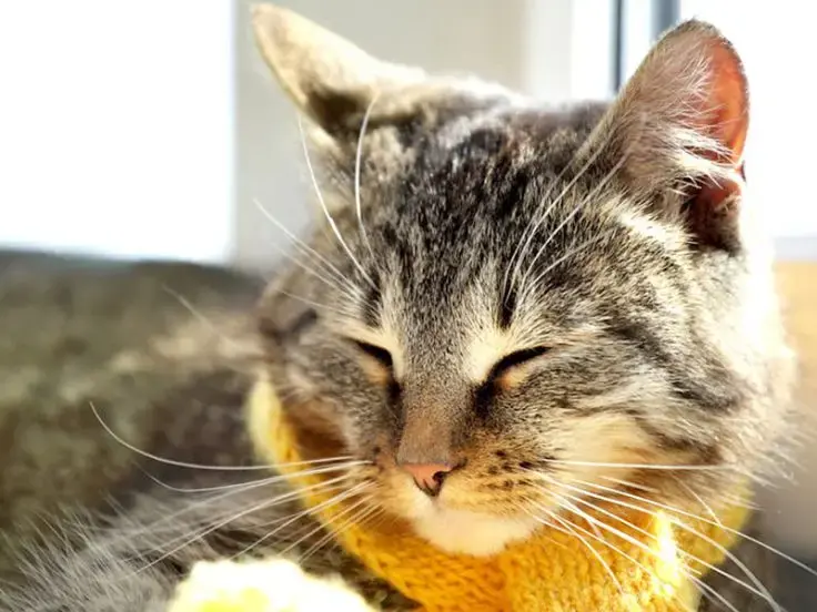 Influenza felina