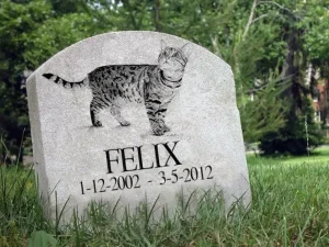 La morte del gatto